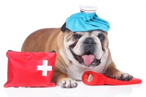 KOCAELİ Çayırova Acil Müdahaleler ve Acil Servis