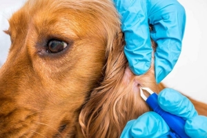 KOCAELİ Çayırova Parazit Tedavisi