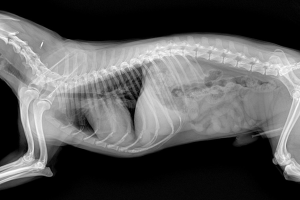 KOCAELİ Çayırova Röntgen ve Laboratuvar Testleri